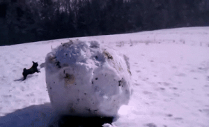 A huge ball of snow rolls downhill, gathering more snow onto itself. This is a snippet of video footage.