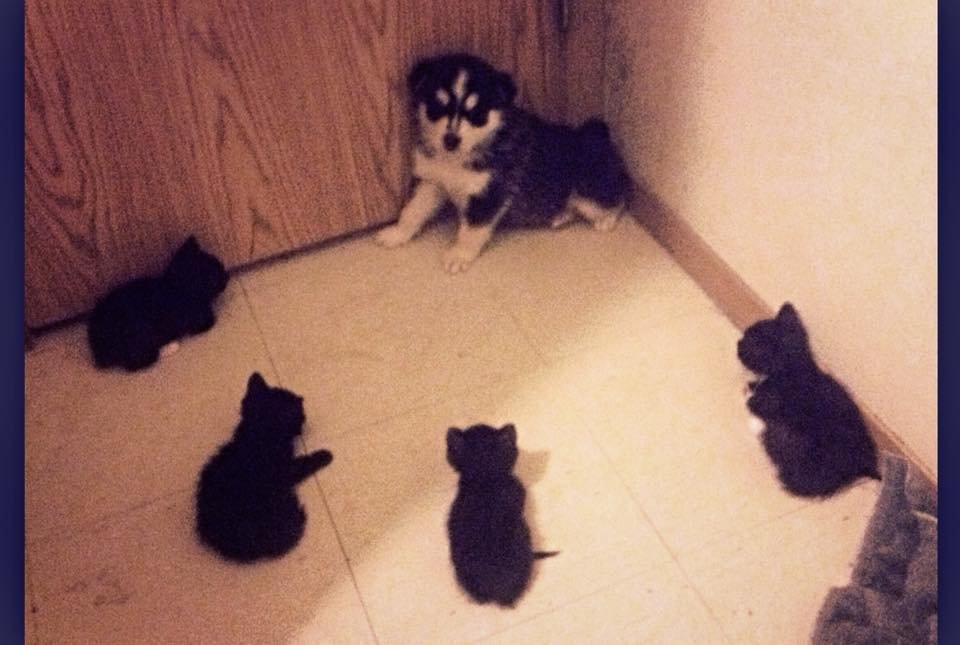 A puppy surrounded and cornered by kittens.